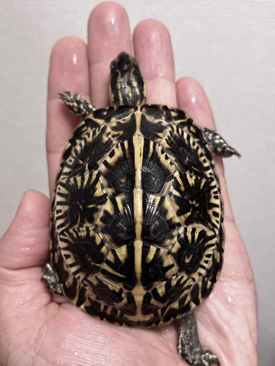 フロリダハコガメ

多ラインタイプの成長具合

同アングル比較📸

小さい時は
少食で苦労しましたが
数ヶ月前からよく食べるようになり
良い感じで成長中✨安定期🙆‍♂️

#フロリダハコガメ
#ハコガメ
#アメハコ
#Terrapenecarolinabauri
#FrolidaBoxTurtle