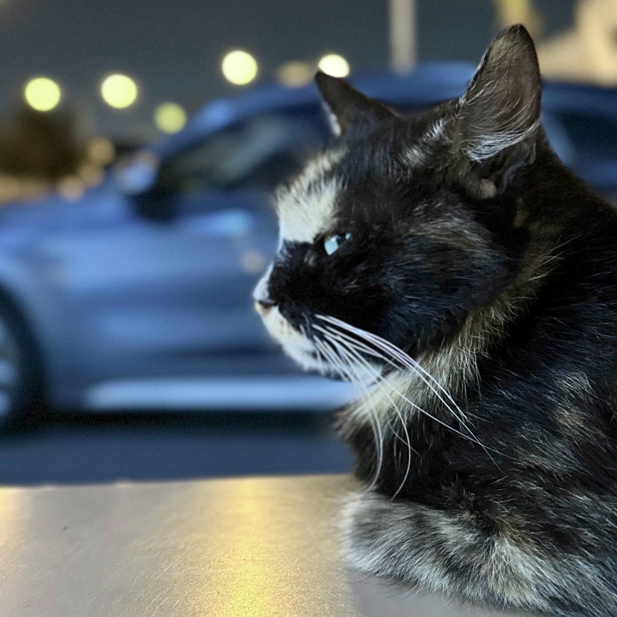 خاف من اللي يخاف من القطاوة، وحط رد فلاق على اللي يكرههم، نصيحة جذي خذها مني بالثقة على ضمانتي