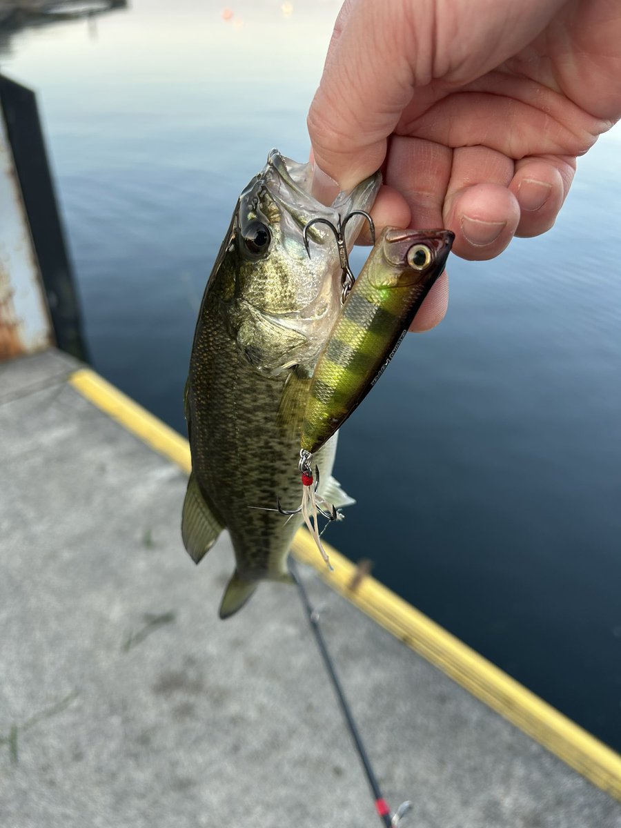 L3EiSQUoBq49gF1's tweet image. 冬のポッパーはコーリングペッパー(*´ω｀*)
 #コーリングペッパー
 #TIMCO