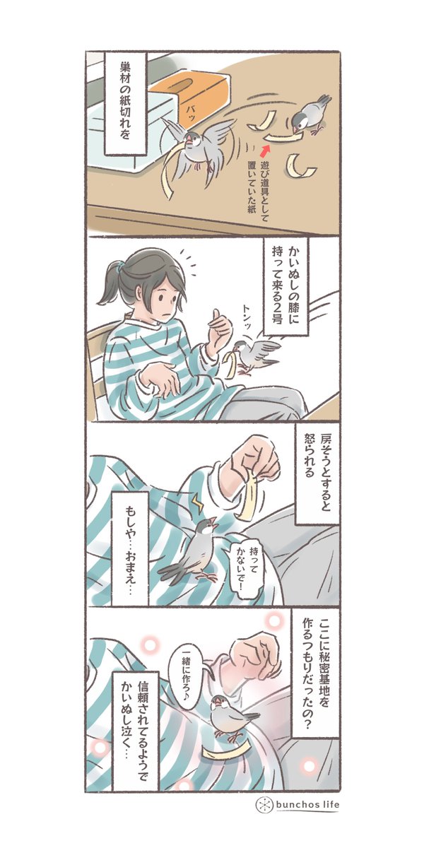 かいぬしの膝の上に巣材を集めようとする2号✨
#文鳥 
#4コマ漫画

※2025文鳥カレンダー販売中!
SUZURIグッズも追加しました!
ハイライトから見てね✨ 