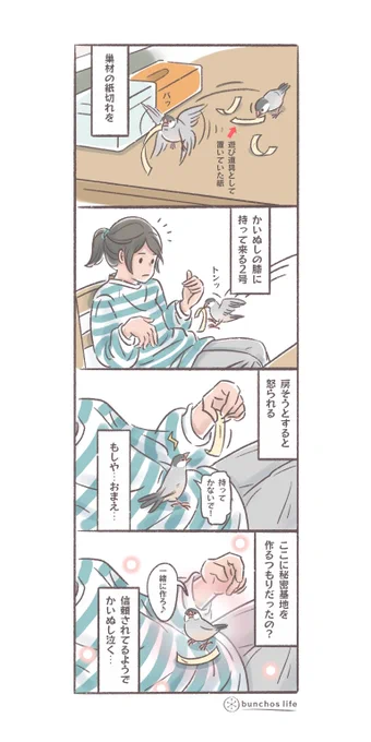 かいぬしの膝の上に巣材を集めようとする2号✨
#文鳥 
#4コマ漫画

※2025文鳥カレンダー販売中!
SUZURIグッズも追加しました!
ハイライトから見てね✨ 