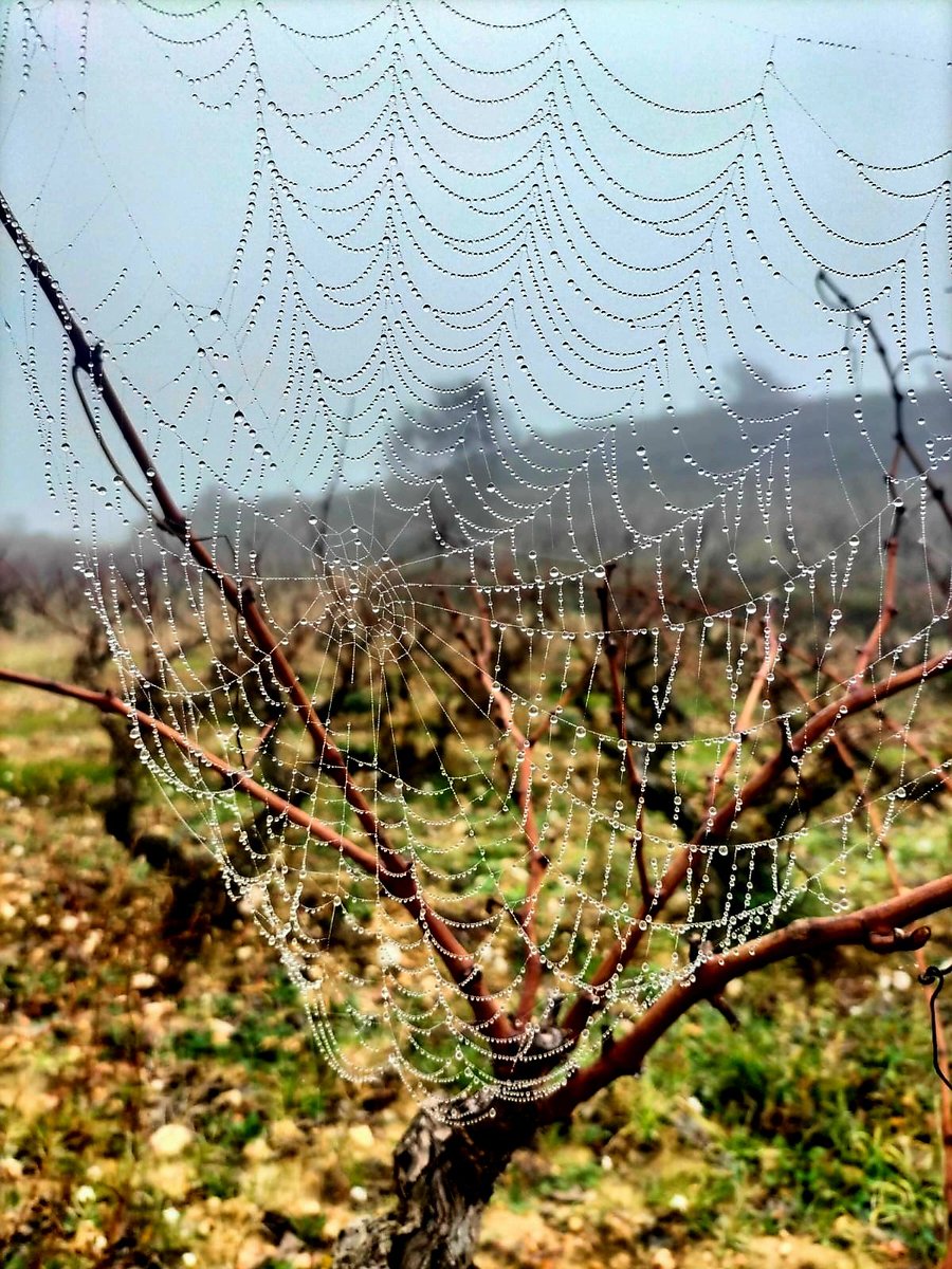 Paseo entre San Vicente y Peciña marcado por la niebla. El día no acompañaba, pero pudimos disfrutar de la belleza del campo en esta época del año.