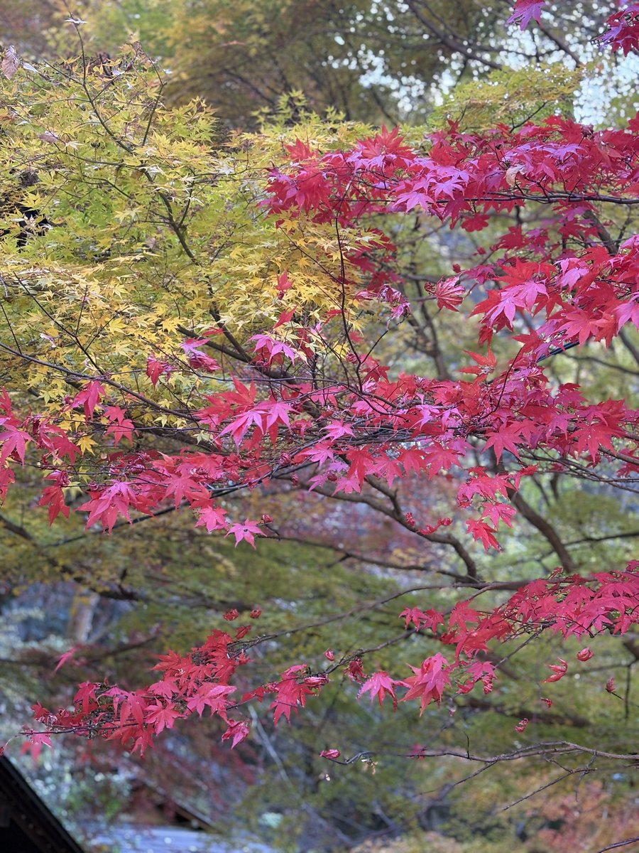 takeda_pyon's tweet photo. 紅葉を見にいこうよう
#昇仙峡 https://t.co/C1WPkng15p
