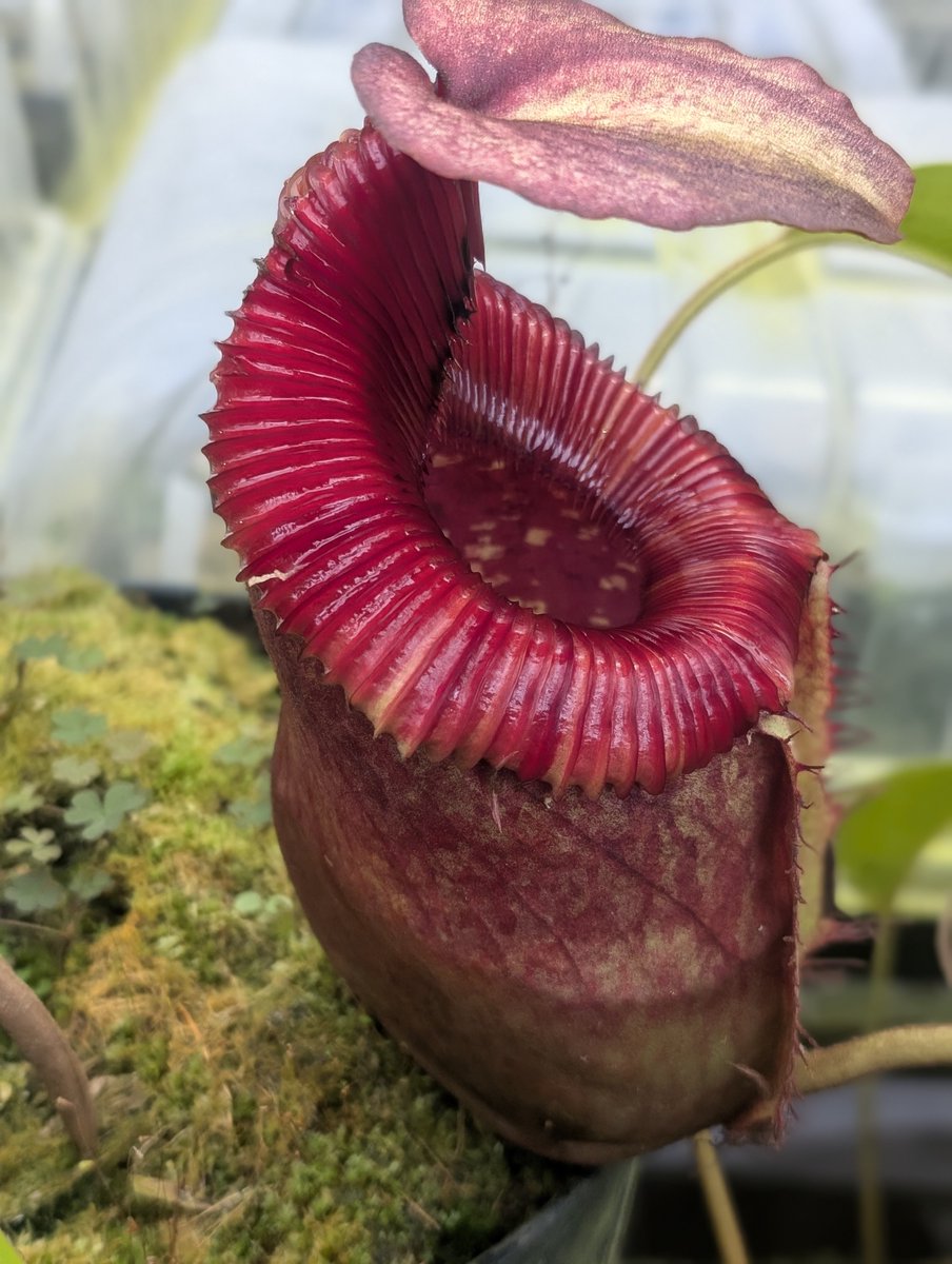 食虫植物ネペンテス ペルタタxビロサ 【公式通販】