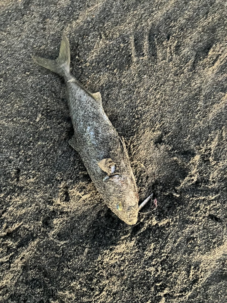 Anglerkaz's tweet photo. 昨日はノーバイトだったので今朝は別のポイントへ
なんとか40ちょいのイナダが2本🐟 https://t.co/xVXP6OFfQi