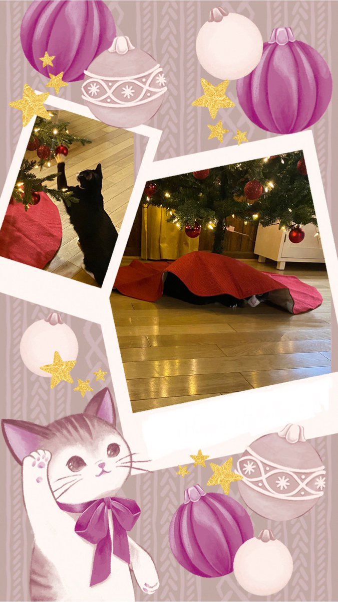 TheSweetLifeof5's tweet photo. Let the shenanigans begin! 😻😹 https://t.co/s5iyojNOEN