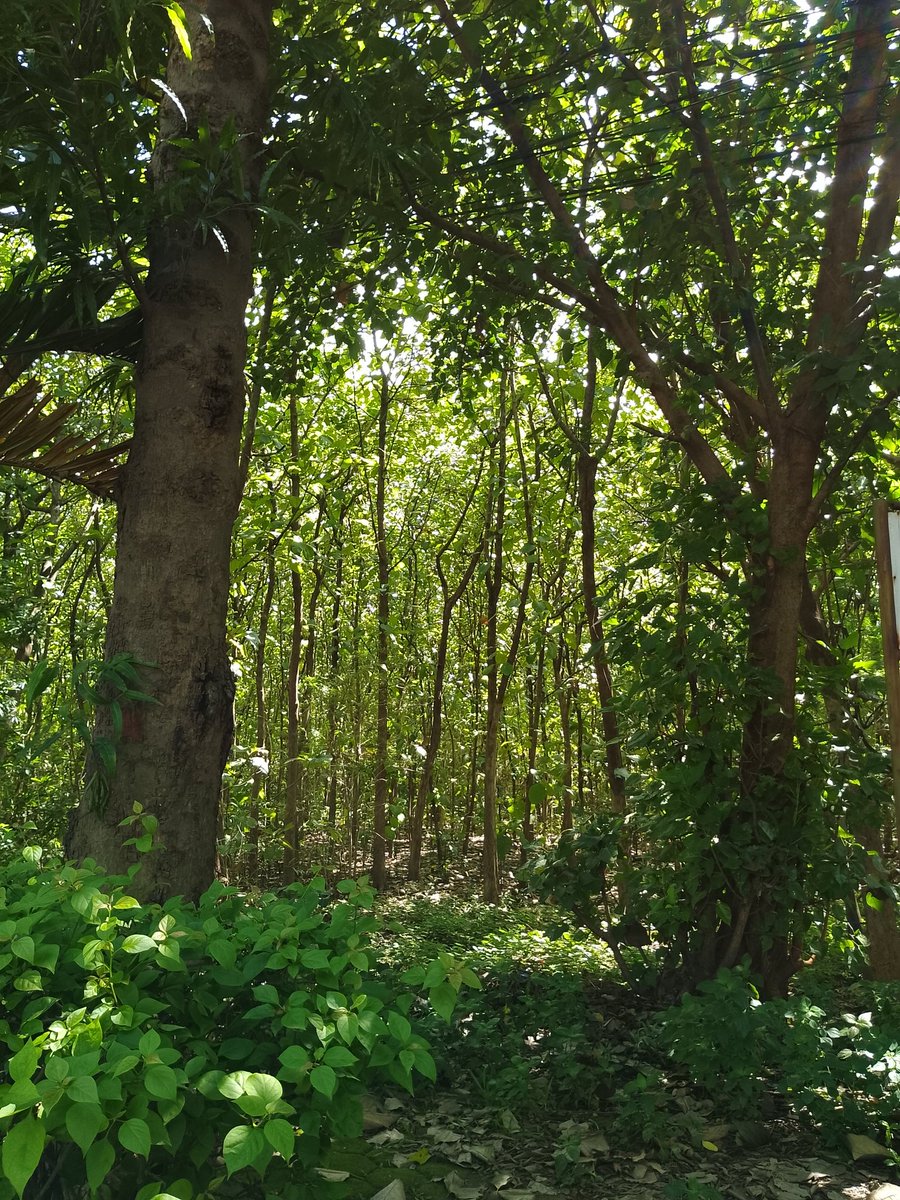 monkeydaciv's tweet image. Hijauu terang di pagi hari