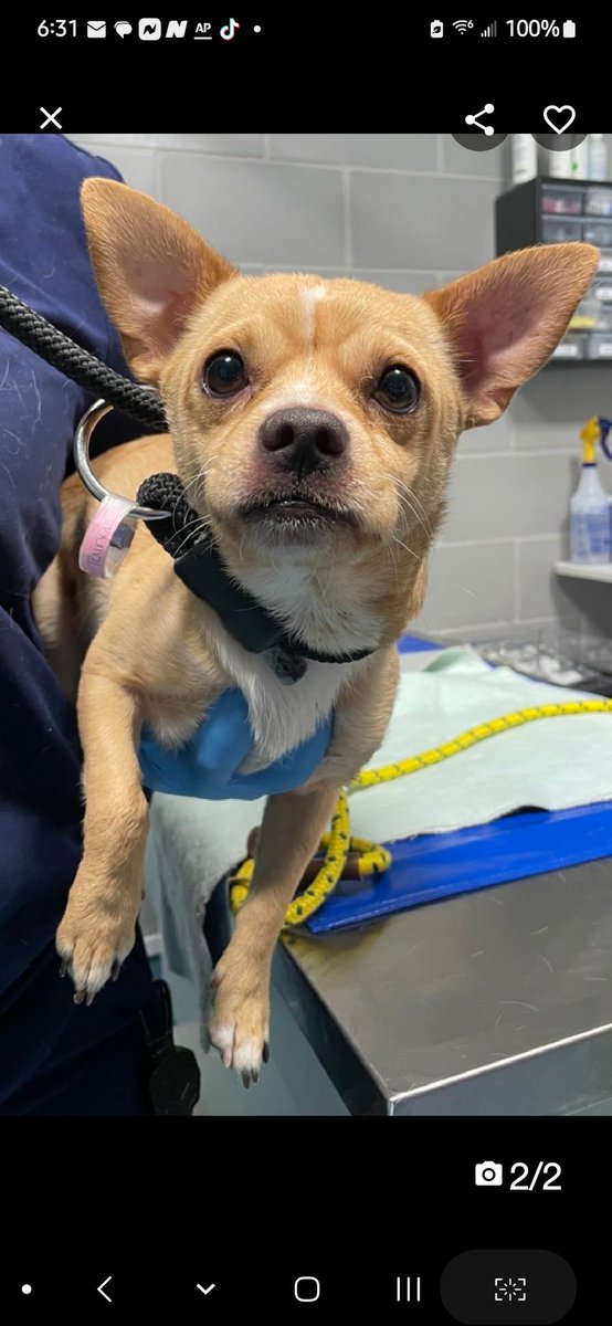 MyBoxerLuvMac1's tweet photo. 💔Circe💔
#NYCACC #215078 1y
▪️To Be Killed: 12/3💉 

Precious, 13lb sweetie's💔, 
arrived stray, via police.
Terrified boy @ scary shelter!
Deserves loving, N.East #Foster, 4 time/space, 2 decompress.

DM @notthesameone2
Pls #Pledge4Rescue
💞Circe

https://t.co/OP8kpRbfsr https://t.co/ognKJR0fCT