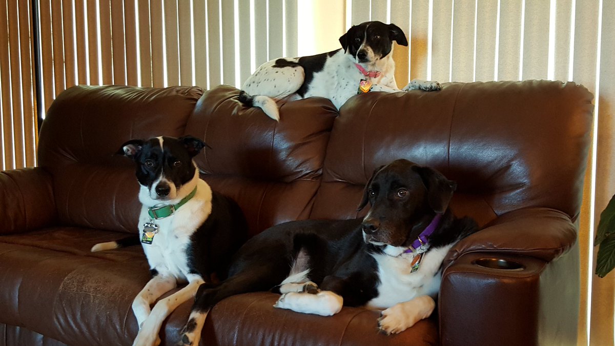 This is a response I wrote on Medium to another who was suffering the pain of losing a pet. It truly is one of the worst pains.

Why do we Cry More for Our Pets than we do for Humans?

link.medium.com/tLezqWraZOb

#Pets #Loss #Death #Grief #Sadness