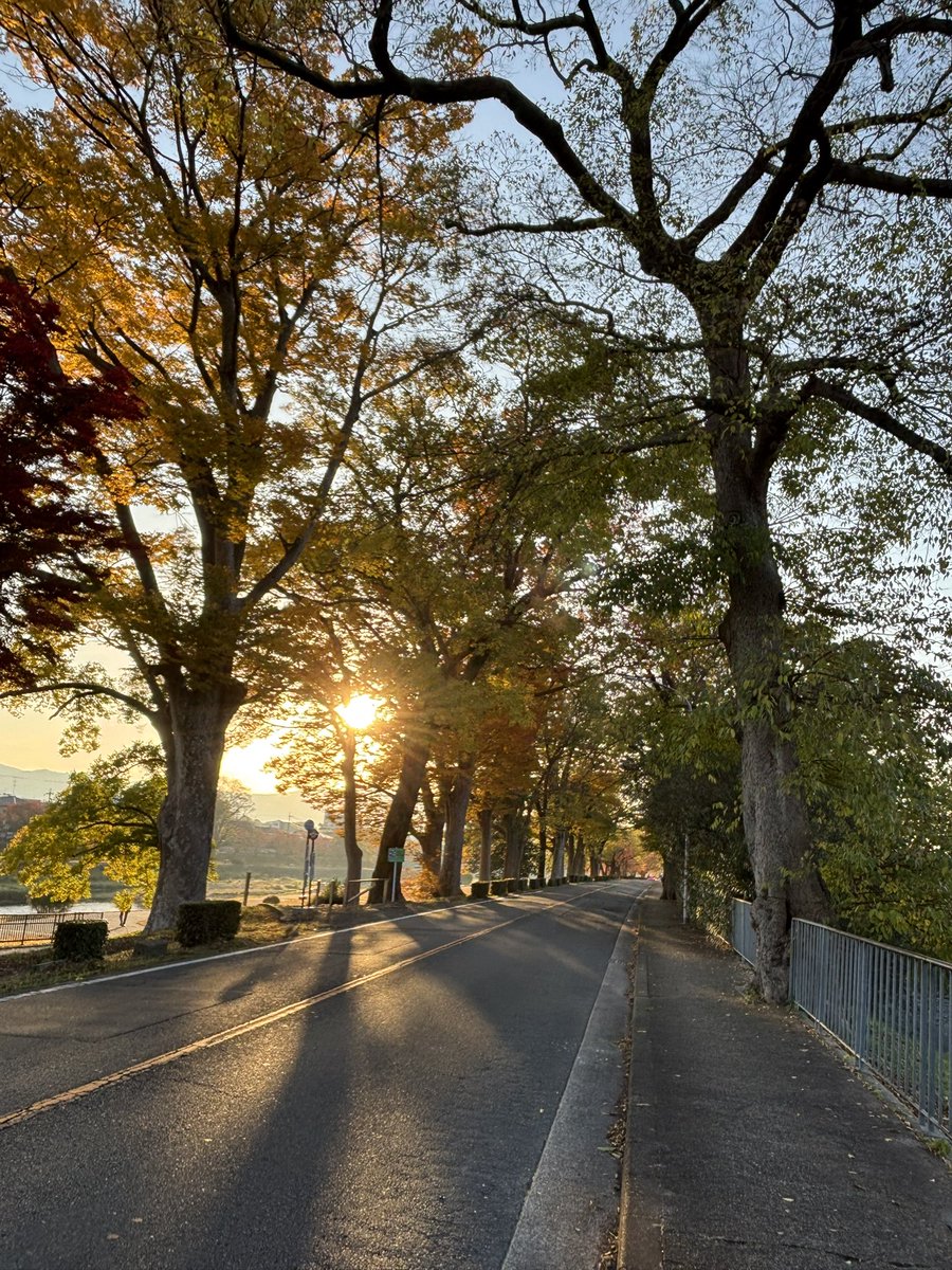 mami19600303's tweet photo. 朝の加茂街道。紅葉🍁のトンネルです。朝日に輝いてます。見惚れて写真を撮っていたら、いつも乗るバスが通り過ぎて、行ってしまいました。#加茂街道 https://t.co/3B0a3KXp7F
