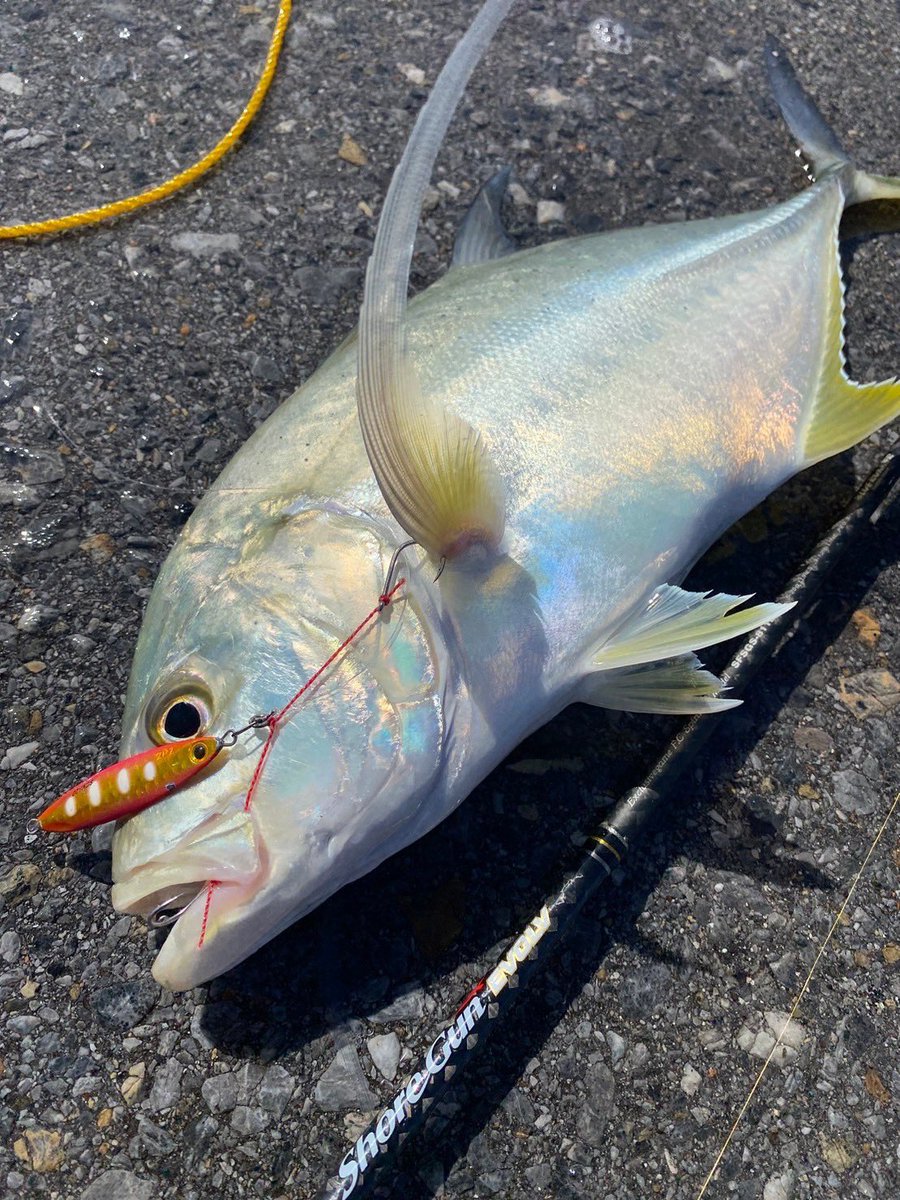 palms_global's tweet photo. Shore Slow Jigging with Slow Blatt cast WIDE in Japan ๐ฏ๐ต
Rod: Shore Gun EVOLV
Lure: Slow Blatt cast WIDE 20g
Thank you Kimpo !!
#palmsfishing #shoreslow #shorejigging @palms_japan https://t.co/STdrMq9DYd