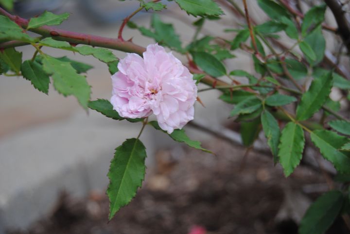 Art of the Day: "Flower Three". Buy at: ArtPal.com/rogergarza2014…