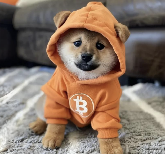 mendlowicz's tweet photo. Onde eu compro isso $DOG?
E onde armazeno $DOG? https://t.co/Iq5K2P7WPt