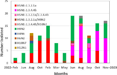 In 2022-2023, H9N2 and 2321a H5N1 predominatnt in Bangladesh LBMs. Starting in 2023, emergence of 2344b HPAI - reassortants w 2344b and wild bird viruses. Will 2344b displace 2321a?
👉tandfonline.com/doi/full/10.10…