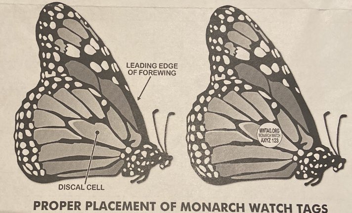 MIZAUCV's tweet photo. La próxima semana etiquetaremos y liberaremos mariposas monarcas Danaus plexippus (L.) de la BioIsla, MIZA, Maracay, Venezuela, del proyecto “Tracking American Monarchs” bajo la coordinación de la Dra. Cristina Dockx. MIZA coordina este proyecto en Venezuela. ¡Bienvenidos! https://t.co/rg9CZIsgUS