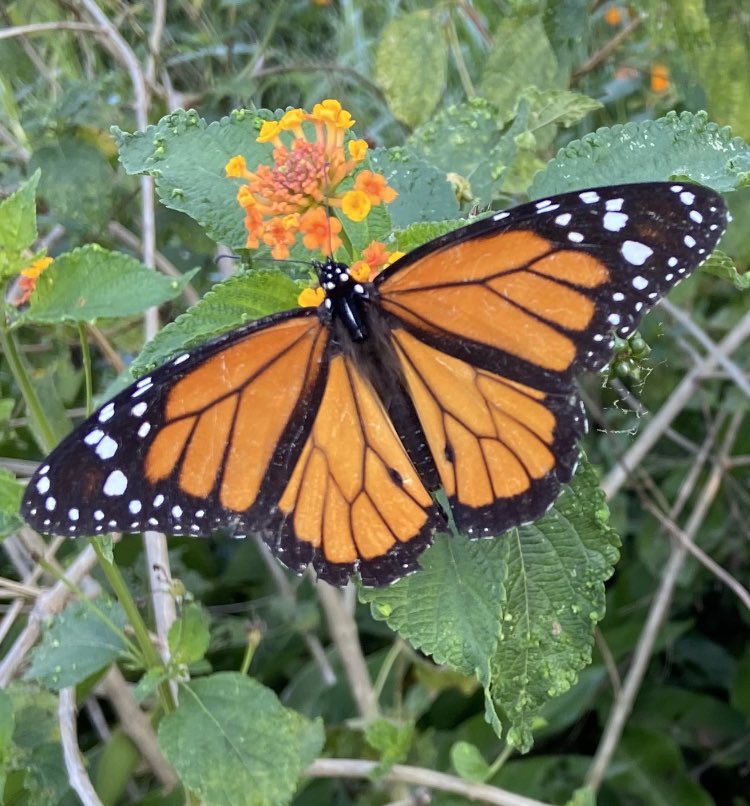 MIZAUCV's tweet photo. La próxima semana etiquetaremos y liberaremos mariposas monarcas Danaus plexippus (L.) de la BioIsla, MIZA, Maracay, Venezuela, del proyecto “Tracking American Monarchs” bajo la coordinación de la Dra. Cristina Dockx. MIZA coordina este proyecto en Venezuela. ¡Bienvenidos! https://t.co/rg9CZIsgUS