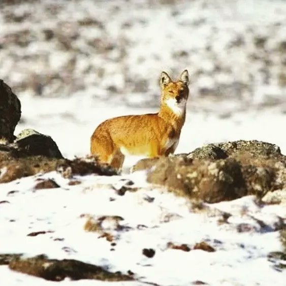 Bale mountains adventure,Ethiopia (@ebrahimahmeded2) on Twitter photo Balemountainsnationalpark ,Ethiopiaunforgettableadventure Trekking and sport fishing tour come explore with me us contact WhatsApp available and call
:+251912255345 ebrahimahmed828@gmail.com
Instagram: Bale Mountains Adventure
balemountainsadventuretours.com Balemountainsnationalpark ,Ethiopiaunforgettableadventure Trekking and sport fishing tour come explore with me us contact WhatsApp available and call
:+251912255345 ebrahimahmed828@gmail.com
Instagram: Bale Mountains Adventure
balemountainsadventuretours.com