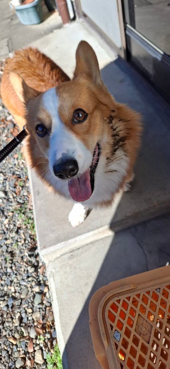 【悲報】コウタ昨日洗ったばかりなのに散歩中💩にスリゴロする🤤