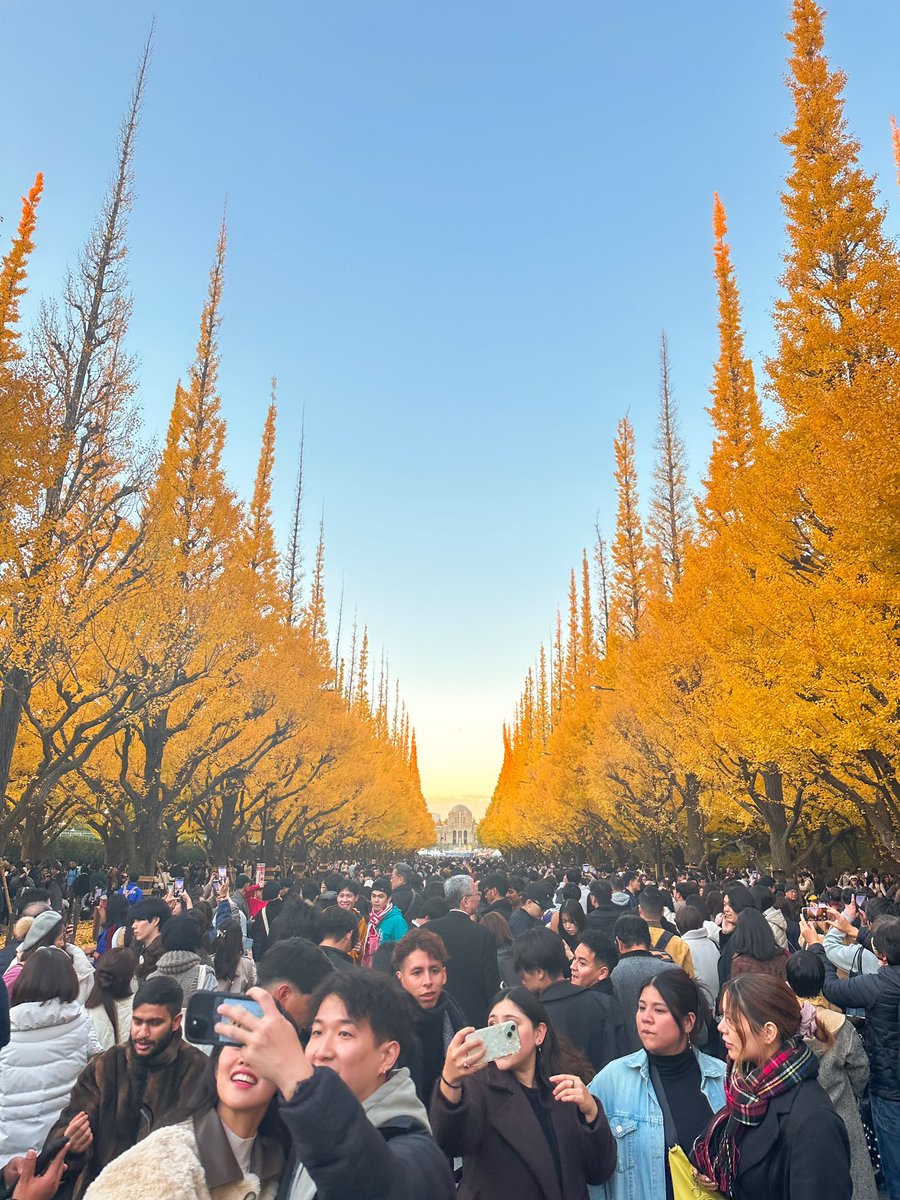 abe_japangraphy's tweet photo. 明治神宮外苑 いちょう並木 2024 https://t.co/onxo0Pznap