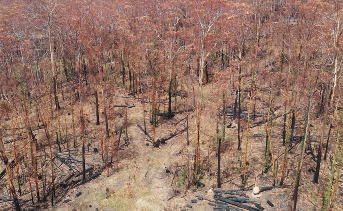 Will Woodgate (@w_woodgate) on Twitter photo New paper out using <a href="/TERN_Aus/">TERN</a> AU-Tum forest flux site to interpret bushfire recovery using satellites🔥🌳📡
Spectral recovery outpaced productivity (GPP). So distinct relationships are needed pre- and post-fire (especially SIF), impacting GPP recovery mapping efforts.
Paper 👇 New paper out using <a href="/TERN_Aus/">TERN</a> AU-Tum forest flux site to interpret bushfire recovery using satellites🔥🌳📡
Spectral recovery outpaced productivity (GPP). So distinct relationships are needed pre- and post-fire (especially SIF), impacting GPP recovery mapping efforts.
Paper 👇
