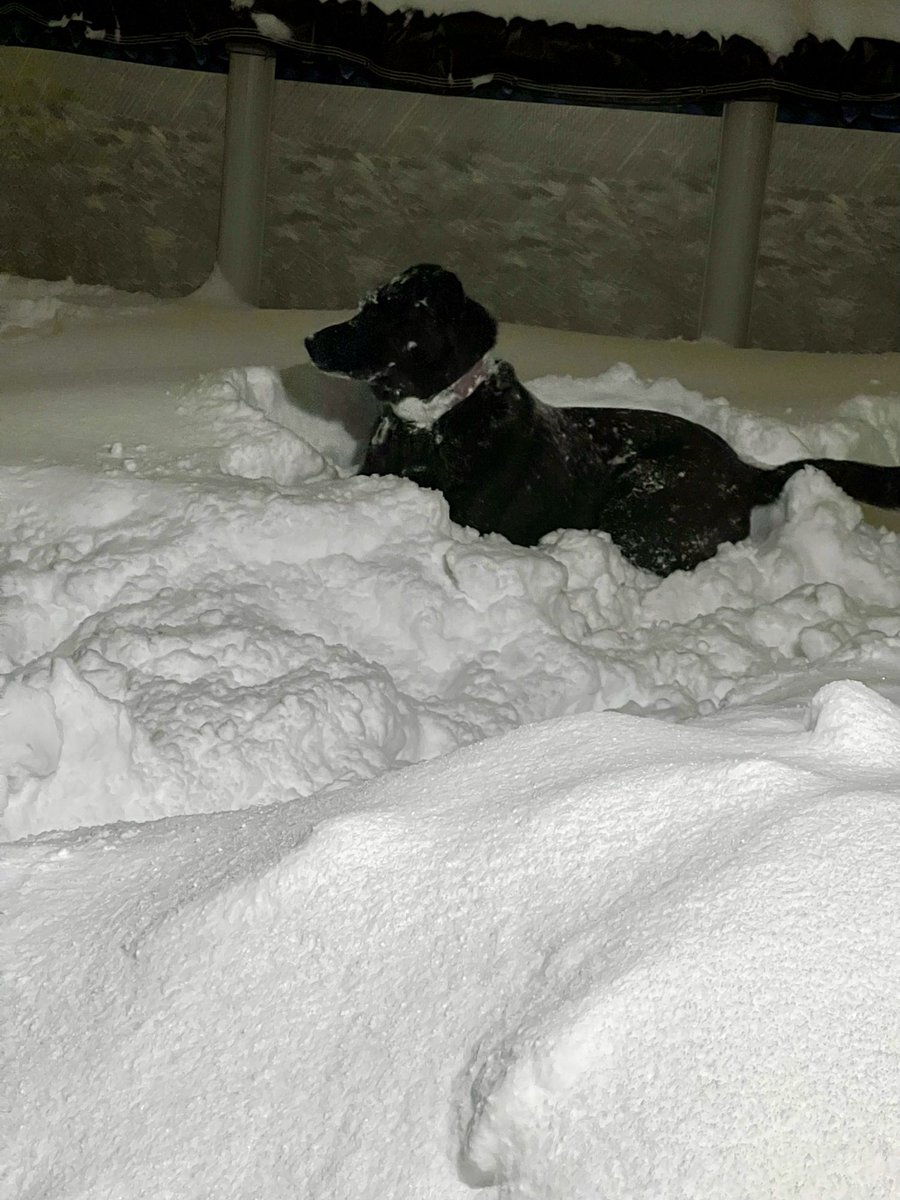 Allentown1711's tweet photo. Snow gals 🐕🐕🐕‍🦺🐾❄️❄️

#716 #LakeEffect #GirlGang #CousinsAndBestFriends #SnowRumpus #PoppyGrace #LunaGirl #ReeseeRoo https://t.co/jA0UezqTgF