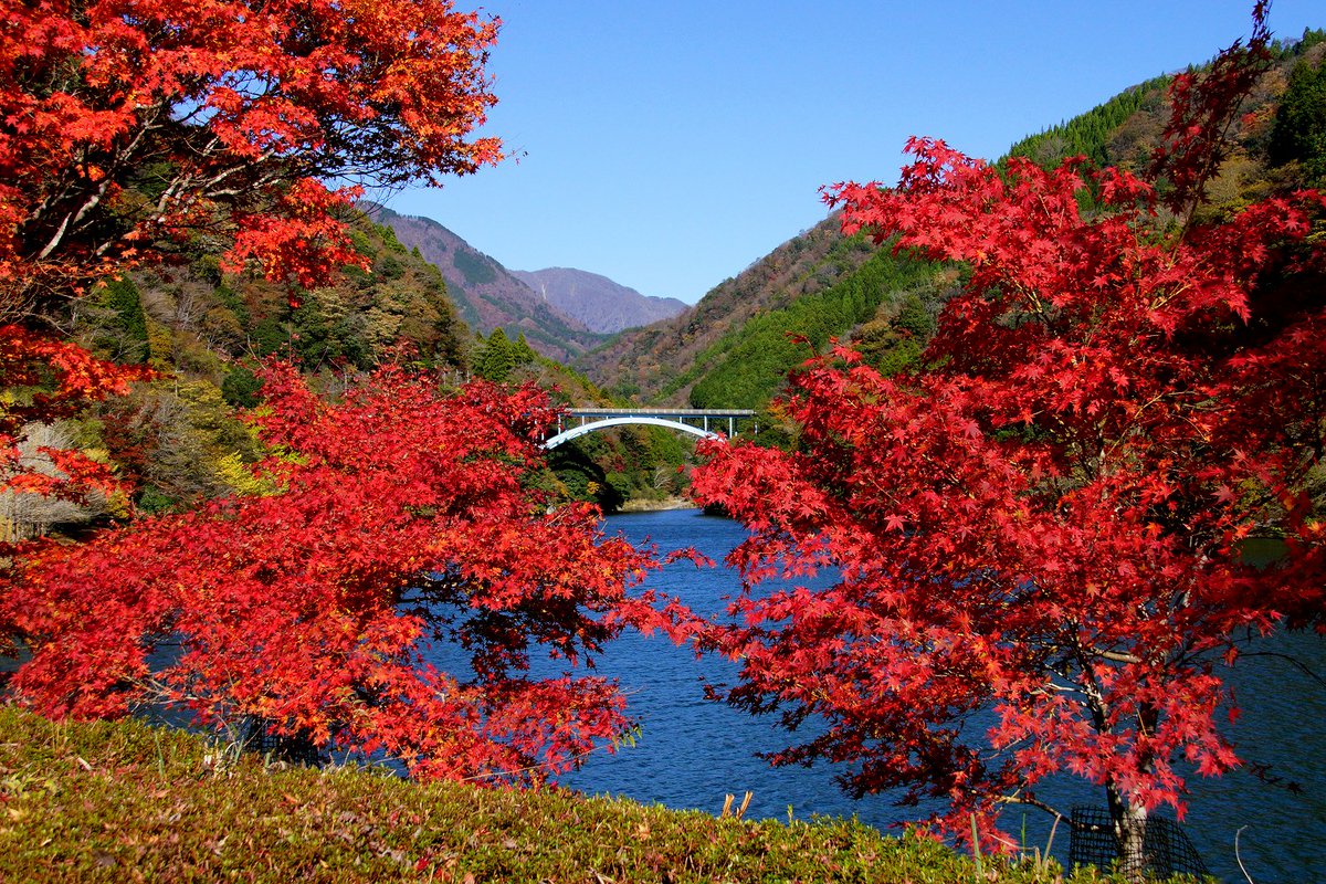 odahako's tweet photo. 見頃を迎えた丹沢湖の紅葉に感嘆の声　濃く深い色合いに https://t.co/xopapN5bWv https://t.co/N09BH6IhsK