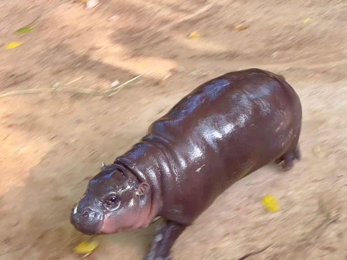 MooDengSOL's tweet photo. Mood heading into the week 🦛💕

#moodeng https://t.co/AaPdMBfJar