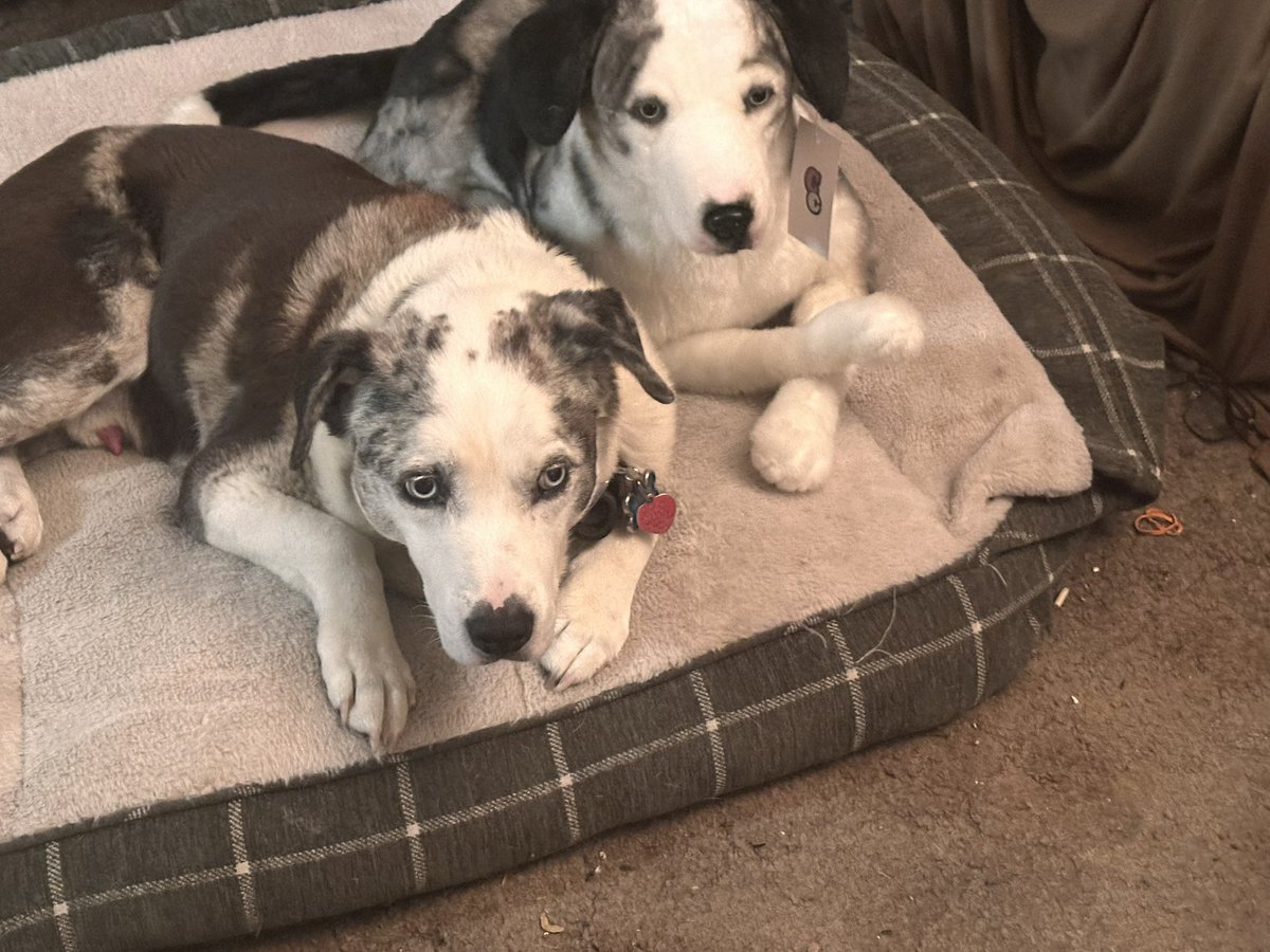 DarkArtsWizard's tweet photo. Our dog Randy with his #cuddleclone from @CuddleClones https://t.co/8IHi6Ic4y5