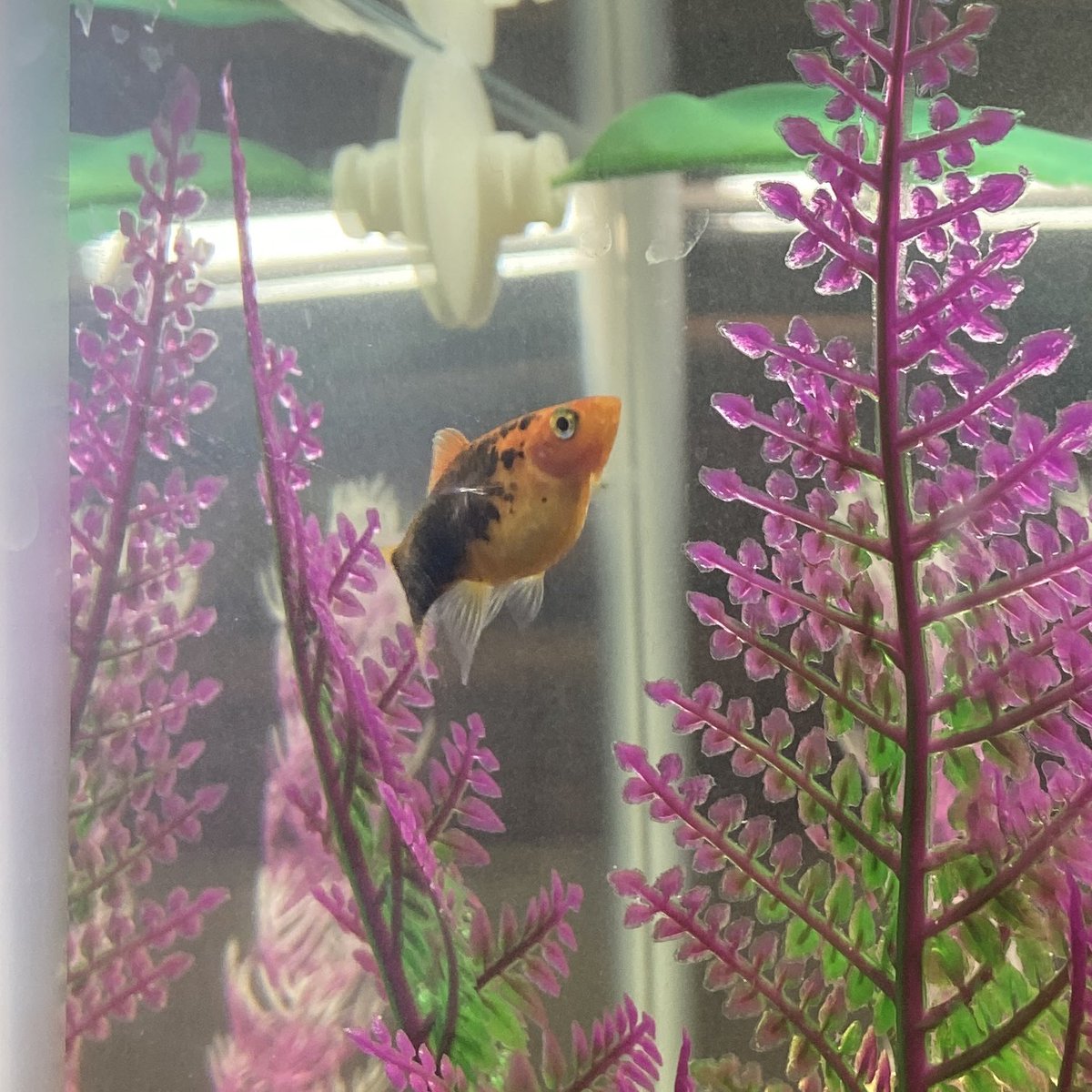 For those of you that follow my Bluesky, my fish is still pregnant. Maybe she’s holding them in because I keep watching her. She’s so massive