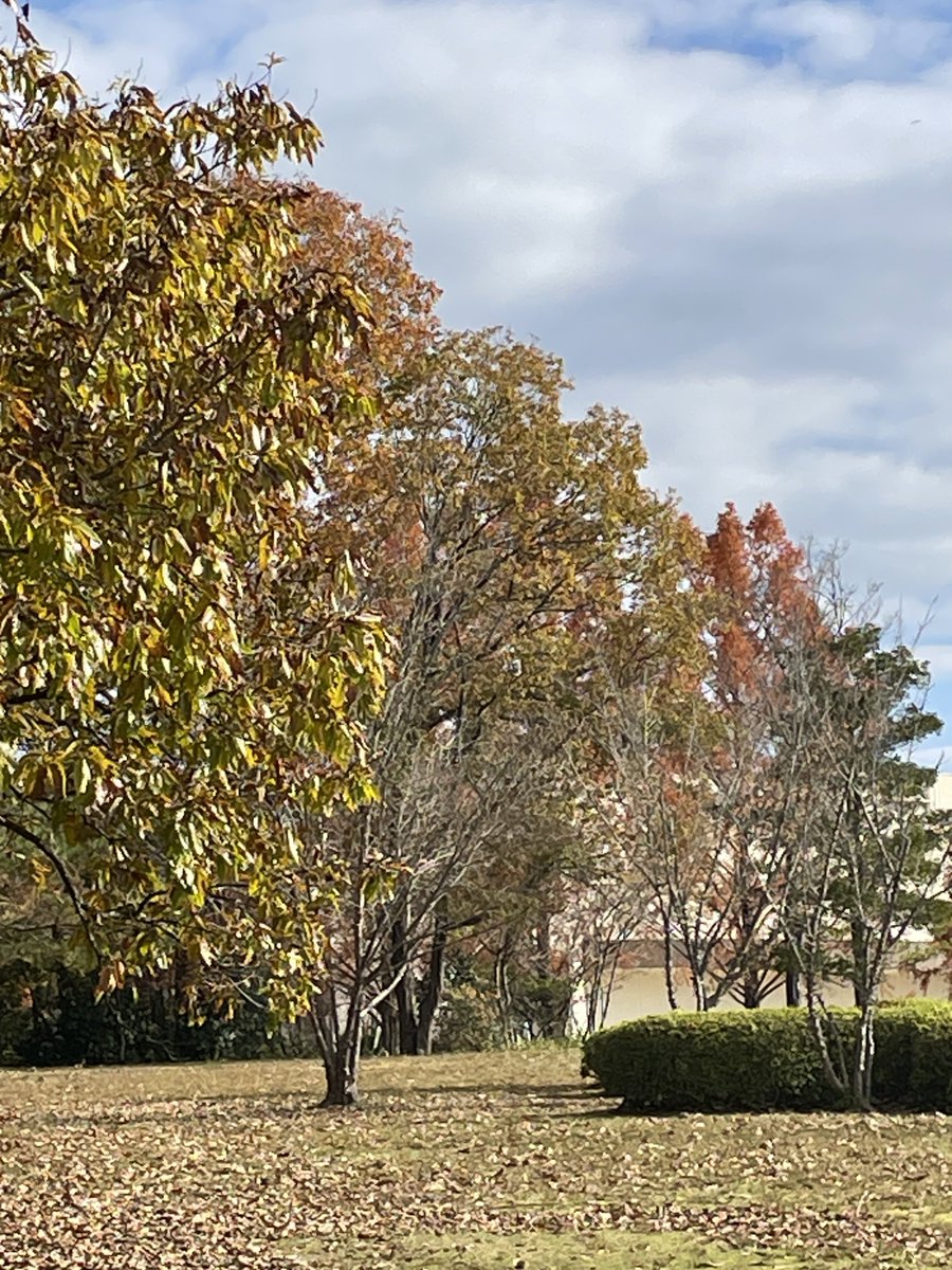 mikan_harufan's tweet image. 久しぶりの聖地  ”みその庵”で
大好きなタンを食べ

爽やかな7月カレンダーの場所と

電光石火みよしパークの紅葉🍁
と卓球の大会があったに違いない建物笑
（うっすら写ってます😂）
いつ見ても三次の空は澄んでて綺麗
#久保陽貴
#じゃろ組
#三次