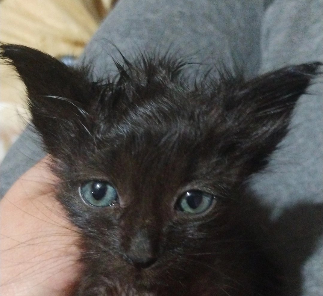 zephyrxnthes's tweet image. una de las gatas se obsesionó con los bebés y uno se me acaba de aparecer CORRIENDO porque la gata lo agarró y lo lavó hasta dejarlo con la cabeza así