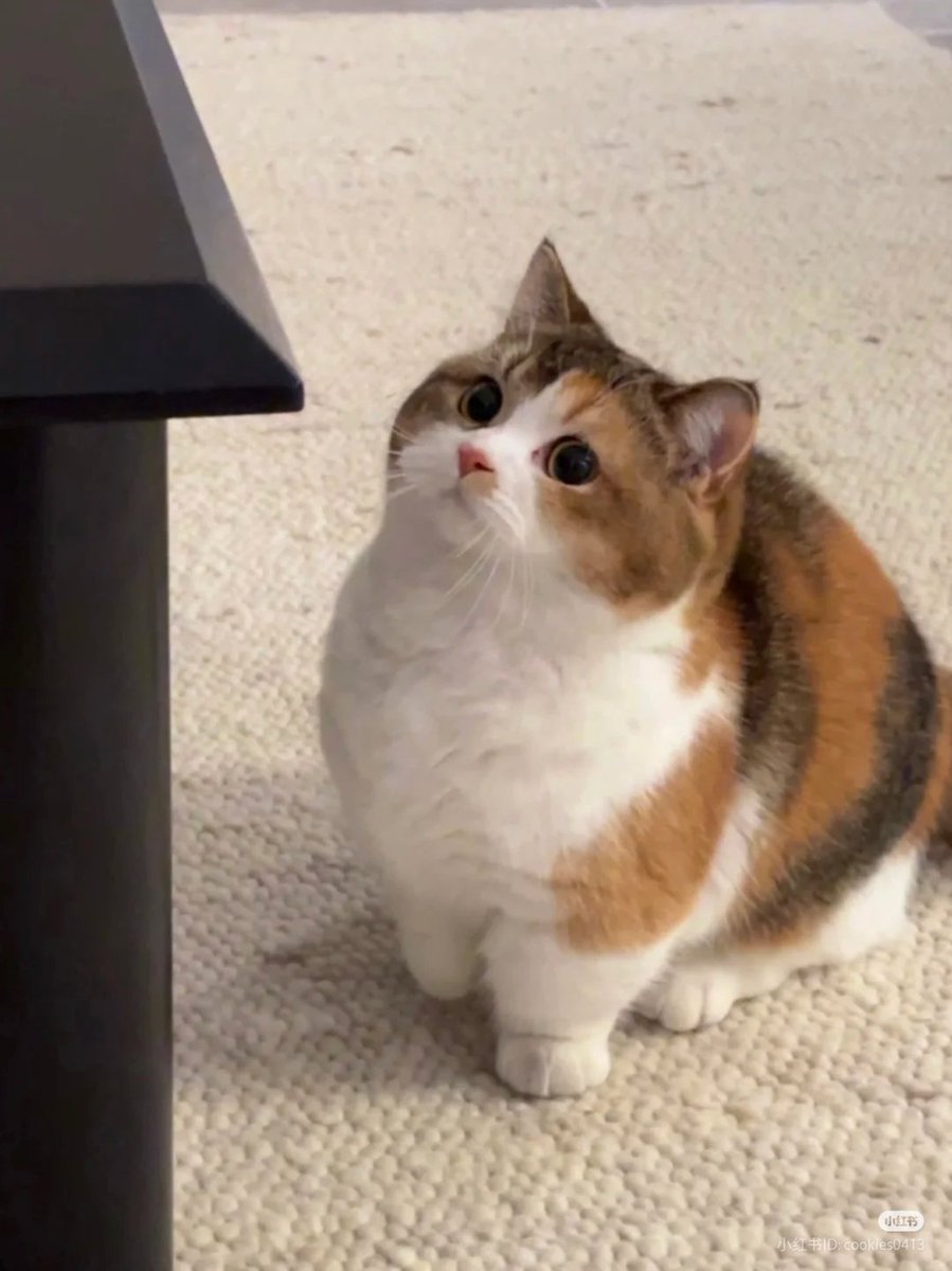 nocontextscats's tweet image. 😗