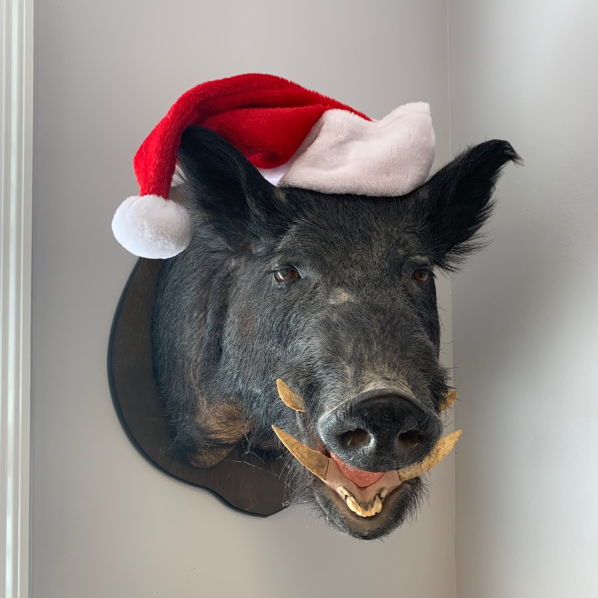 Our Sus scrofa associate Kevin Bacon donning his Santa hat at our Madison office on December 1st is something we look forward to every year.

J&amp;B hopes y’all have a wonderful holiday season. 🎄