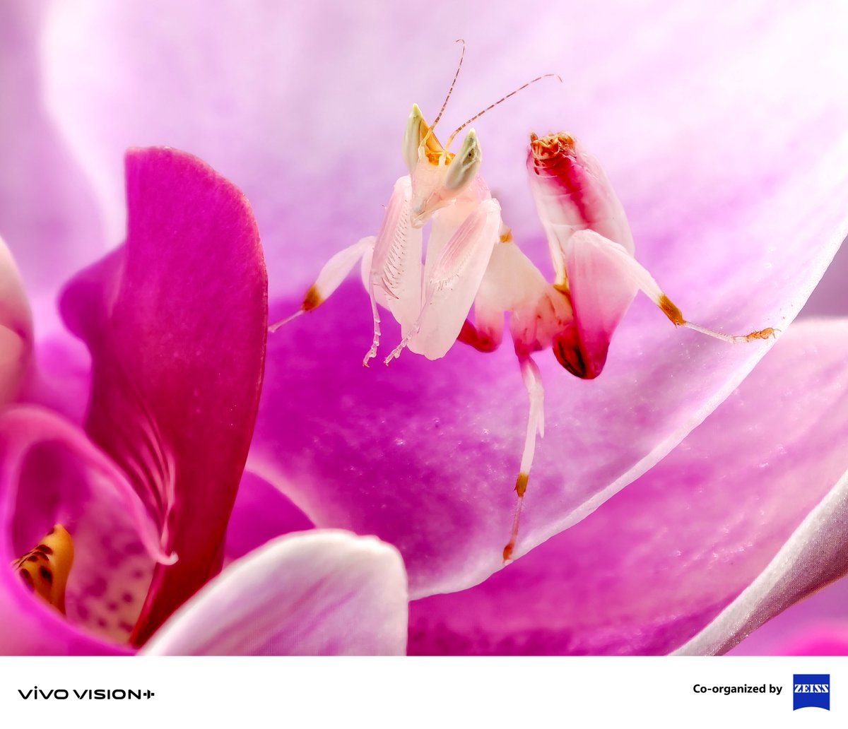 Vivo_GLOBAL's tweet image. Unveil nature's hidden wonders, from orchids to the Praying Mantis.📸​

Enter the vivo VISIONPlus Mobile PhotoAwards 2025. Submit your #Telephoto &amp;amp; #Macro shots on our official website now and capture the magic of the miniature world!​

#Shotonvivo #vivoVISIONplus