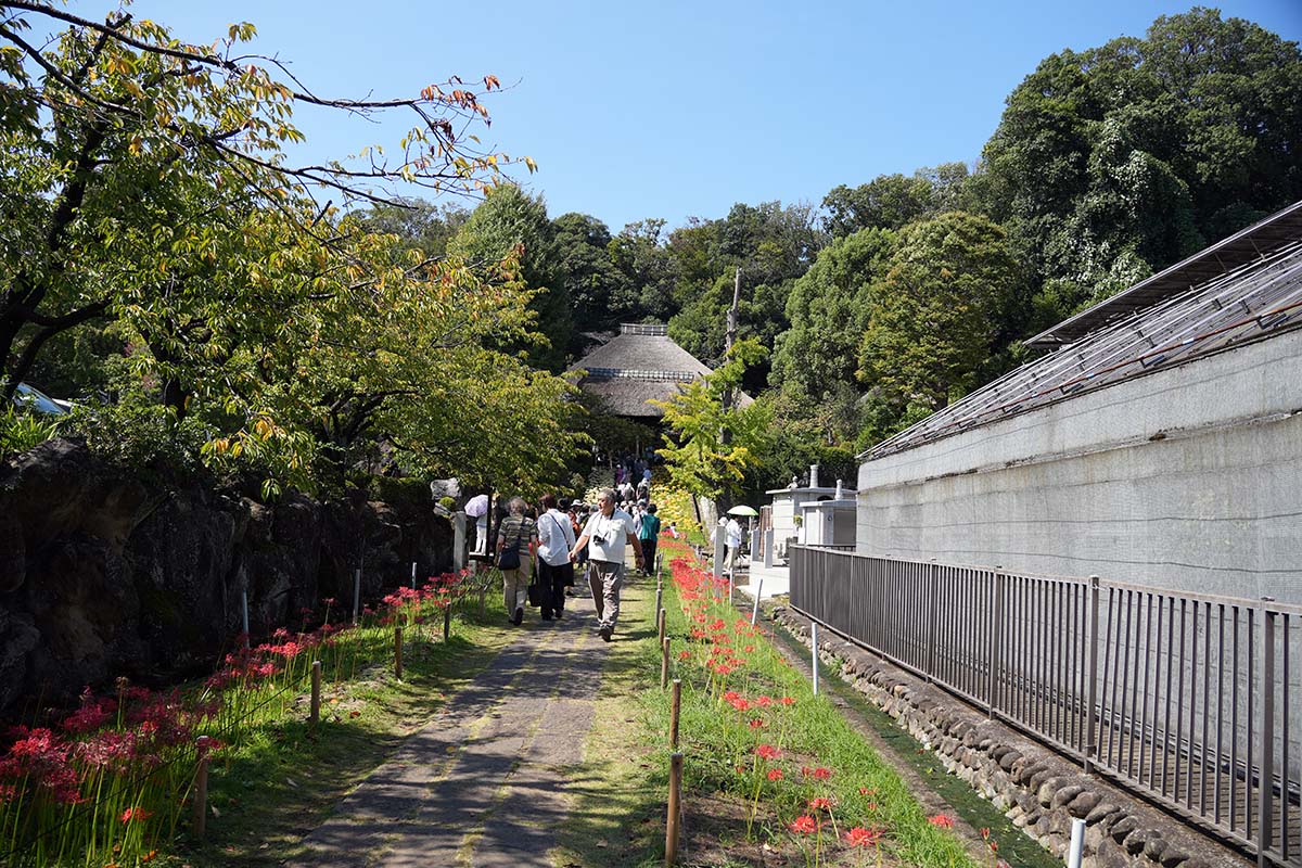 createsho's tweet photo. 【ぶらりグルメ旅】横浜 西方寺の彼岸花を見に行ってきた2024
アップしました！
良かったらみてね〜
https://t.co/08YkibLkpm

#ぶらり旅 #ご当地グルメ #グルメ #食べ歩き #飯テロ #ソロ活 #ぼっち飯 #食べ歩き好きな人と繋がりたい #写真好きな人と繋がりたい #写真を撮るのが好きな人と繋がりたい https://t.co/JX7z2mDfV0