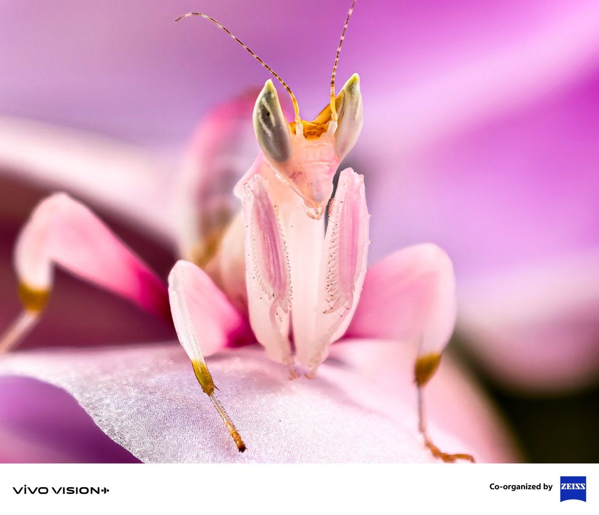 Vivo_GLOBAL's tweet image. Unveil nature's hidden wonders, from orchids to the Praying Mantis.📸​

Enter the vivo VISIONPlus Mobile PhotoAwards 2025. Submit your #Telephoto &amp;amp; #Macro shots on our official website now and capture the magic of the miniature world!​

#Shotonvivo #vivoVISIONplus