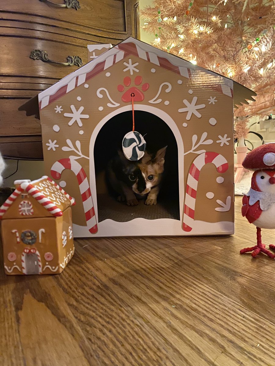 Apple🍏 (@smolcatapple) on Twitter photo 