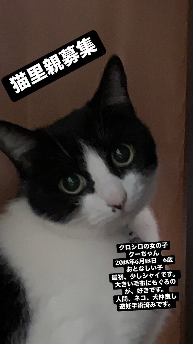 StyleBeetle's tweet photo. 猫里親募集しています。
元飼い主が亡くなってしまい
行く宛もなく私自身重度の猫アレルギーで
迎えることが出来ず、
今回このような形で里親を探しています。

他に動画や写真等で確認したいなどあればぜひDM待ってます‼️
#里親 
#猫
#猫里親
#拡散RT希望 
#動物愛護 
#里親募集中 https://t.co/QJIUSwZVrc