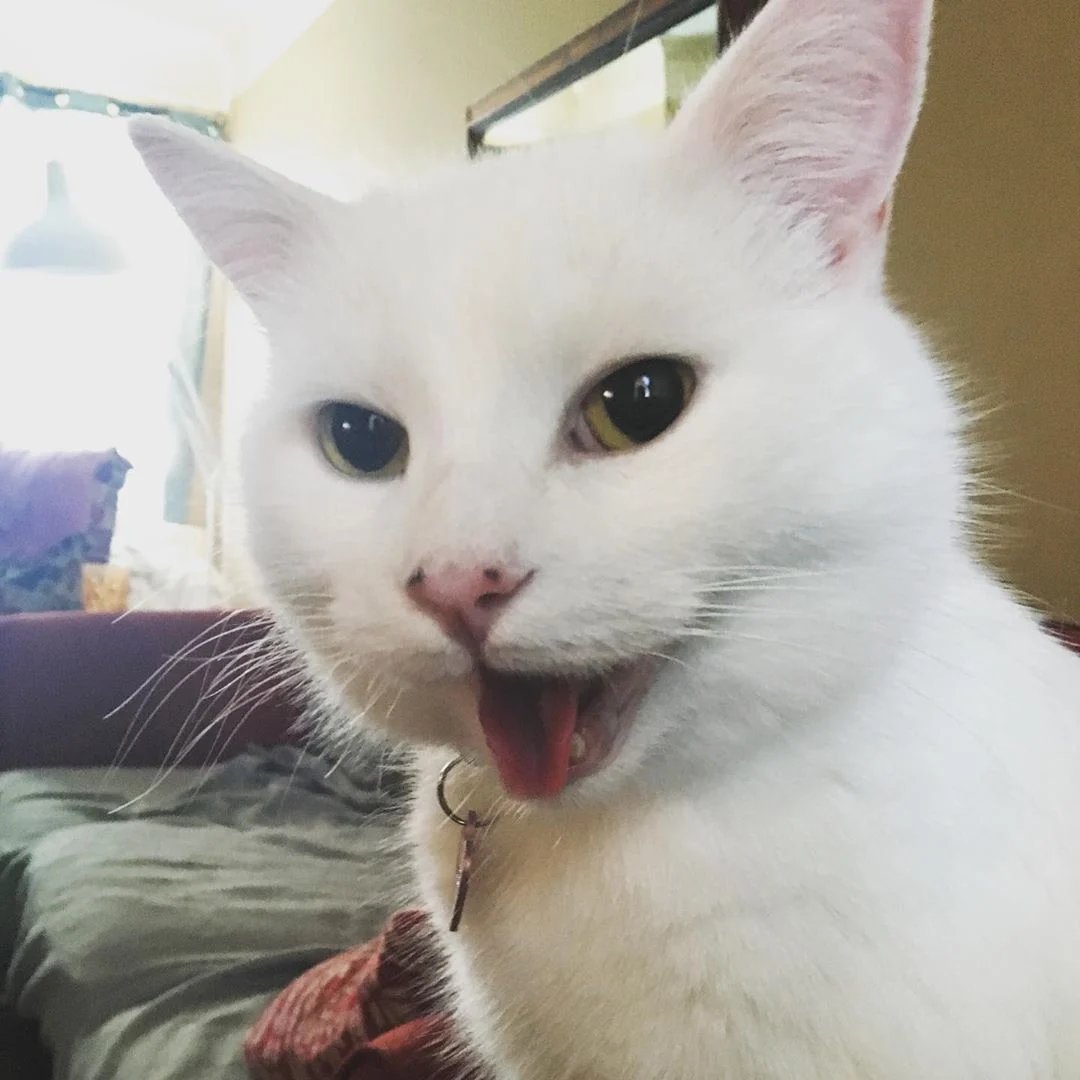 AutenticoElias's tweet photo. Amigos! El jueves pasado tuve la oportunidad de estar con la guapísima De @MilsBbw y déjenme decirles que no saben de lo que se están perdiendo.

Es una chica muy bonita, de trato muy amable y plática muy amena y al momento de la acción es súper intensa.

Se las súper recomiendo. https://t.co/ZLU57j8nl8