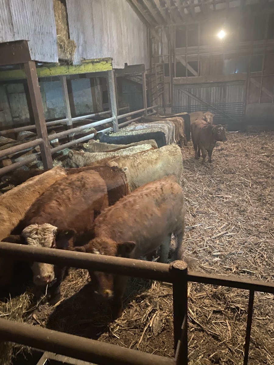 Calves up eating and healthy after being delayed by weather.