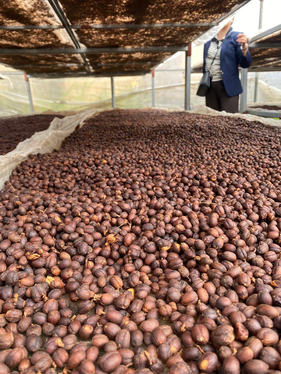 Conan Herve tweet media