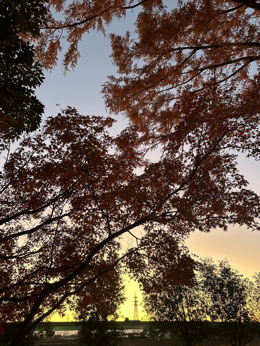 🍁