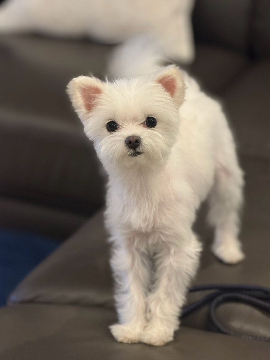 nishikawa tweet media