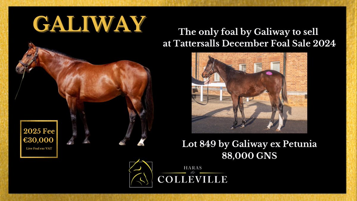 Haras de Colleville (@harascolleville) on Twitter photo Lot 849, the only foal by Galiway offered
<a href="/Tattersalls1766/">Tattersalls</a> December Foal Sale in 2024 was knocked down to <a href="/LynnLodgeStud/">Lynn Lodge Stud</a> from <a href="/BarodaStudIre/">Baroda Stud</a> for 88,000 GNS.
Contact Sally Ann sagrassick@harasdecolleville.com to discuss our incentives for overseas breeders in 2025 Lot 849, the only foal by Galiway offered
<a href="/Tattersalls1766/">Tattersalls</a> December Foal Sale in 2024 was knocked down to <a href="/LynnLodgeStud/">Lynn Lodge Stud</a> from <a href="/BarodaStudIre/">Baroda Stud</a> for 88,000 GNS.
Contact Sally Ann sagrassick@harasdecolleville.com to discuss our incentives for overseas breeders in 2025