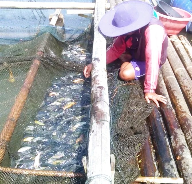 HenderaFN's tweet photo. Jum'at,29/11/2024,HenderaFN LuhkanBanjar Kunjungan ke KJA Pak Hamsi(Pokdakan Nila Lestari)Panen Ikan Nila 600kg,harga 28rb/kg,ukuran 5-6/kg @Luhlapor @bppsdm_bp3bwi https://t.co/FBfRIMUby2