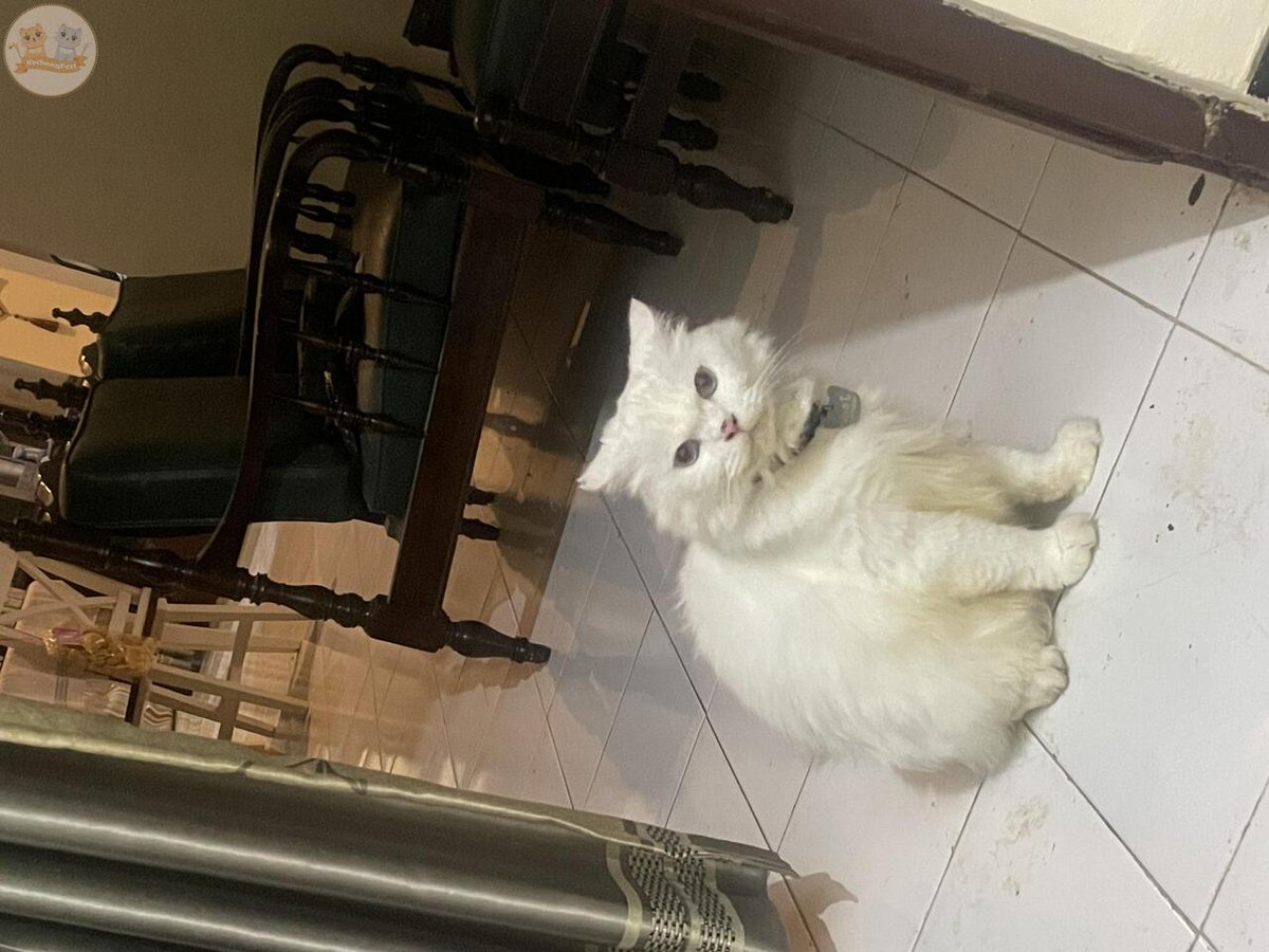 kochengfs's tweet image. SEDIH BANGETTT SEKARANG KCG! KU KALO AKU DEKETIN BAWAAANNYA DIA MARAH MARAH TERUS KE AKU TAPI SAMA MAMA ENGGAK 😭😭😭 

btw aku emang anak rantau kerja di luar kota yg pulkam sebulan sekali 😭😭

Padahal dulu pas dia masih kecil aku yang rawat 😭😭