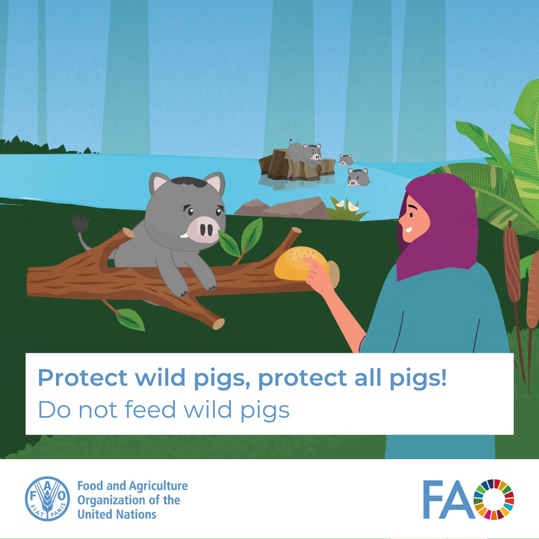 FAOAsiaPacific's tweet photo. Feeding wild pigs might seem harmless, but it puts them at risk. Letβs keep them safe from #ASFβavoid feeding them and help #ProtectWildPigs! Together, we can make a difference. π·πͺ #StopASF #ECTAD Learn more: https://t.co/RaJh8IzWcU https://t.co/yKuy6TGWAj