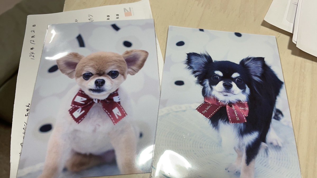 グルーミング後の二人可愛すぎる😭
まー（茶）は鼻水でてるし、カカオ（黒）はキメすぎ笑笑笑笑