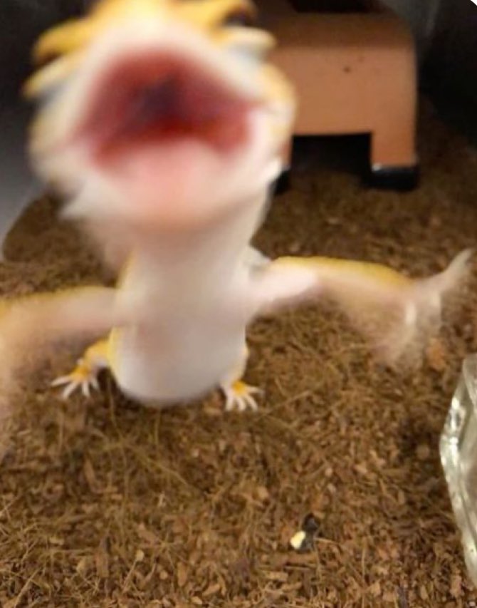 He says hello