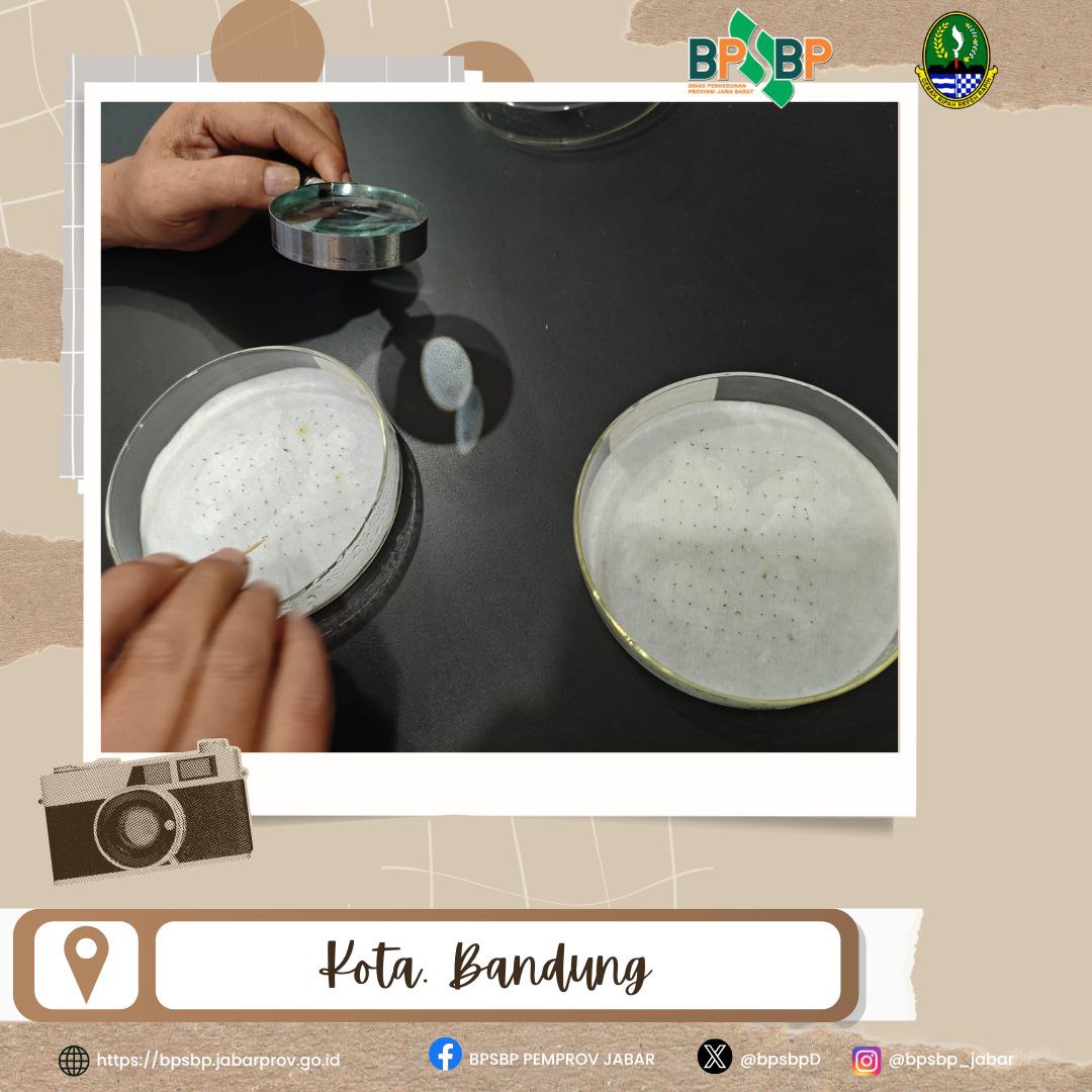 Selamat Siang #wargibun

 Pengamatan Daya Berkecambah Benih Tembakau Varietas Kubangsari 

BPSBP melakukan pengamatan daya berkecambah benih tembakau varietas Kubangsari sebagai bagian dari proses pengawasan mutu benih.